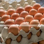 Vỉ giấy đựng trứng loại 30 quả, giao hàng tận nơi