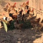 Cách thiết kế chuồng nuôi gà trong diện tích 100m2