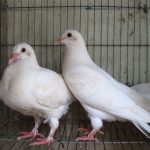 Giống chim bồ câu Pháp. Địa chỉ bán bán bồ câu Pháp giống uy tín