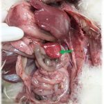 GIẢI PHÁP HOÀN HẢO ĐIỀU TRỊ BẠI HUYẾT TRÊN VỊT