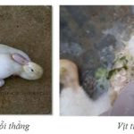 Bệnh bại huyết trên vịt và hướng điều trị hiệu quả