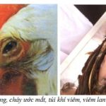 “Bệnh CRD trên gà (hen gà) - Cách phát hiện sớm và phòng bệnh hiệu quả”