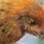 Bệnh đầu đen (Bệnh Histomonas) trên gà