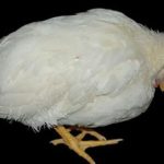 CHẨN ĐOÁN VÀ PHÁC ĐỒ ĐIỀU TRỊ BỆNH GUMBORO (IBD) Ở GÀ