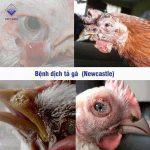 8 Điều nhất định phải biết về Bệnh dịch tả gà (Newcastle)