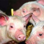 Bệnh tụ huyết trùng ở lợn và phác đồ điều trị