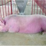 Bệnh tụ huyết trùng trên lợn