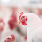 Hướng dẫn phòng bệnh cúm cho gia cầm