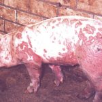 Bệnh tụ huyết trùng trên heo và cách phòng trị bệnh cho bà con chăn nuôi