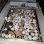 Trứng Bồ Câu Nở Sau Bao Nhiêu Ngày Ấp – Các Lưu Ý Khi Ấp Trứng