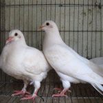 Giá chim bồ câu các loại ở Việt Nam