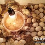 Cách ấp trứng gà bằng bóng đèn điện, lưu ý vấn đề đo nhiệt độ ấp