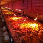 Các loại bóng úm gà tiết kiệm điện năng tốt nhất