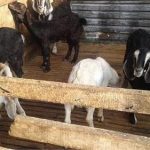 Các Bệnh Thường Gặp Ở Dê Nuôi | Cách Phòng Tránh và Điều Trị