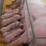 Các bệnh thường gặp ở heo nái mang thai và heo nái sau khi sinh