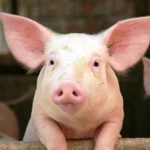 7 bệnh thường gặp ở lợn: Dấu hiệu, cách phòng tránh & hướng điều trị