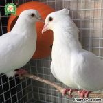 Giá chim bồ câu Pháp - Tổng hợp các giống bồ câu ở Việt Nam