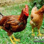 Các giống gà chuyên thịt, tổng hợp các giống gà thịt ngon hiện nay