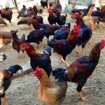 Các giống gà ta lai tại Việt Nam, nguồn gốc và giống nuôi phổ biến