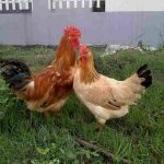 Các giống gà thịt nhập ngoại đang được chăn nuôi tại Việt Nam