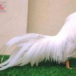 TOP 6 Giống Gà Tre Tốt Nhất Tại Việt Nam