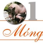 22 giống lợn bản địa của Việt Nam