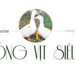 Những giống thủy cầm tốt nhất đều đã có mặt ở Việt Nam