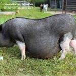 Các loại cám heo trên thị trường