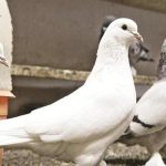 Chim Bồ Câu: Đặc điểm, phân loại, cách nuôi và một số sự thật thú vị