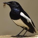 Các giống chim cảnh phổ biến thường được nuôi tại Việt Nam