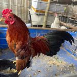 Những chú gà quý hiếm, độc nhất thế giới của Việt Nam