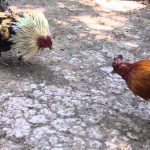 TOP Những Giống Gà Tre Tốt Nhất Tại Việt Nam Mà Các Sư Kê Không Nên Bỏ Qua