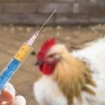 Top những loại thuốc thú y cho gà và nơi bán uy tín nhất 