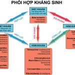 Đôi điều về phối hợp kháng sinh trong Thú y