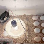 Cách làm máy ấp trứng gà đơn giản tại nhà bằng bóng đèn điện