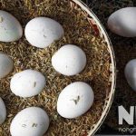 Cách ấp trứng gà bằng trấu, nguyên lý ấp và cách thực hiện