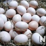 4 Cách ấp trứng gà thủ công không cần máy ấp trứng