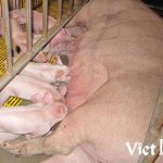 Chăm sóc heo con từ khi sinh đến khi cai sữa (P1)