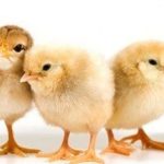 Cách nuôi gà con mới nở nhanh lớn - Bí kíp cho nhà nông