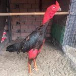 Cách chọn gà chọi đá hay