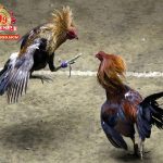 3 Cách chọn gà đá cựa sắt hay nhất ai cũng nên biết