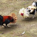 Bật mí các cách chọn gà tre đá hay đơn giản cho người mới