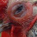 Nguyên nhân và cách điều trị hiệu quả bệnh đau mắt ở gà