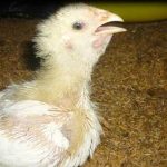 Triệu chứng và cách xử lý khi phát hiện gà nhiễm bệnh ORT? - Tạp chí Chăn nuôi Việt Nam