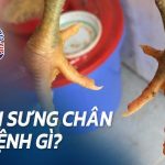 Cách chữa gà chọi bị sưng ngón chân trong 1 nốt nhạc