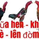 Bật Mí Cách Chữa Hen, Khò Khè Cho Gà Chọi Khỏi 100%