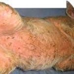 Bệnh viêm da tiết dịch trên heo