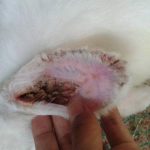 Điều trị nấm da ở thỏ