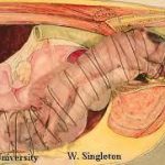 KÍCH THÍCH NÁI ĐẺ NHANH KHÔNG CẦN TIÊM THUỐC DỤC ĐẺ OXITOXIN - Kỹ Thuật KNKN