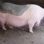 Dấu hiệu nhận biết lợn nái có thai và cách chăm sóc